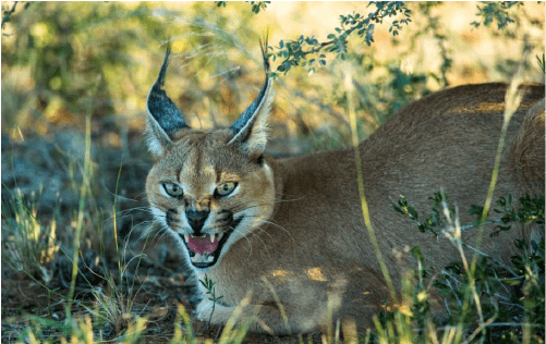 Sundowner mit Tieren und Wildkatzen 6