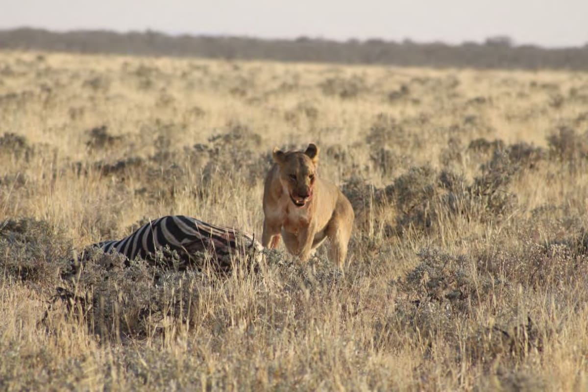 A lion eating its prey