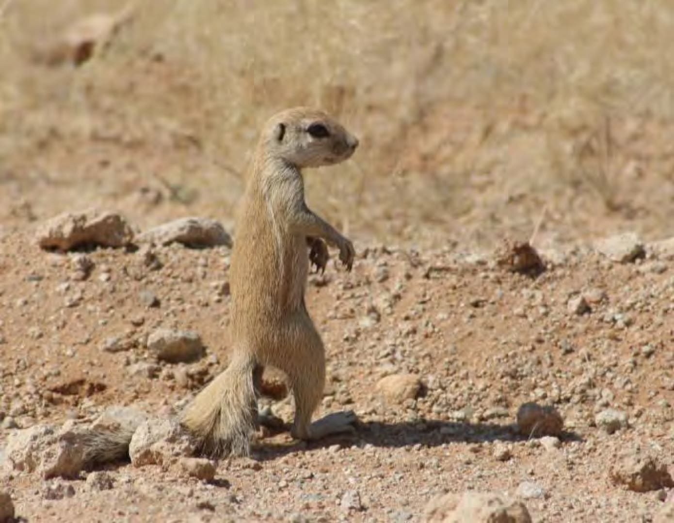 African Mongoose