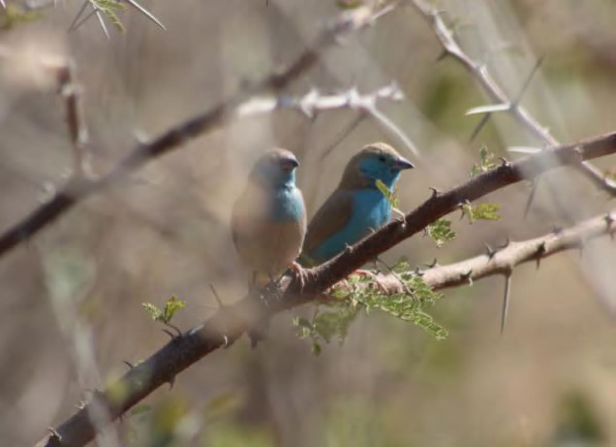 Birds