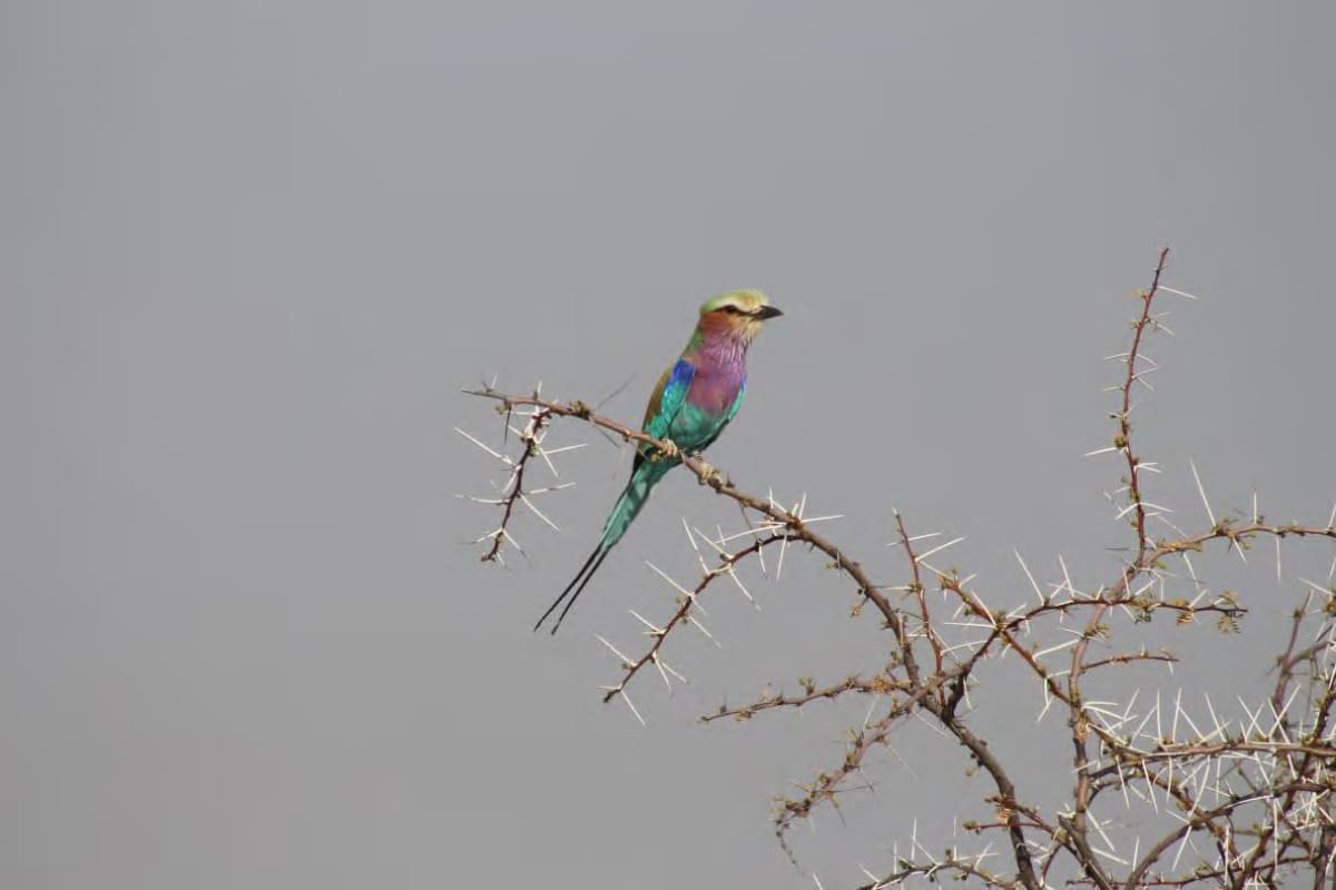 Birdwatching