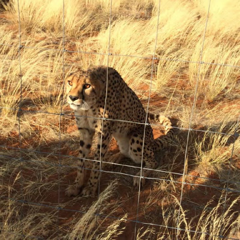 Cheetah