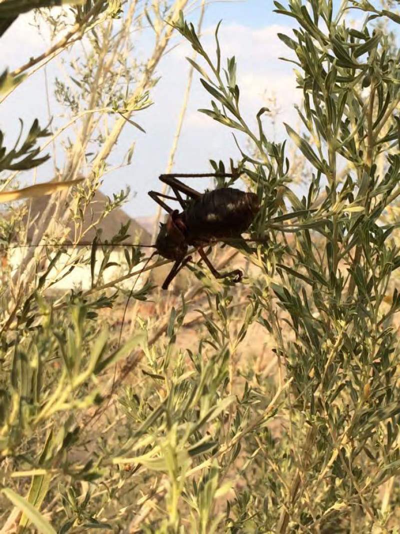 Insect