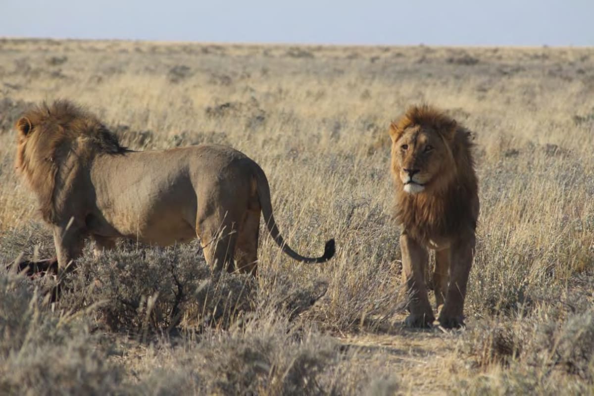 Lions