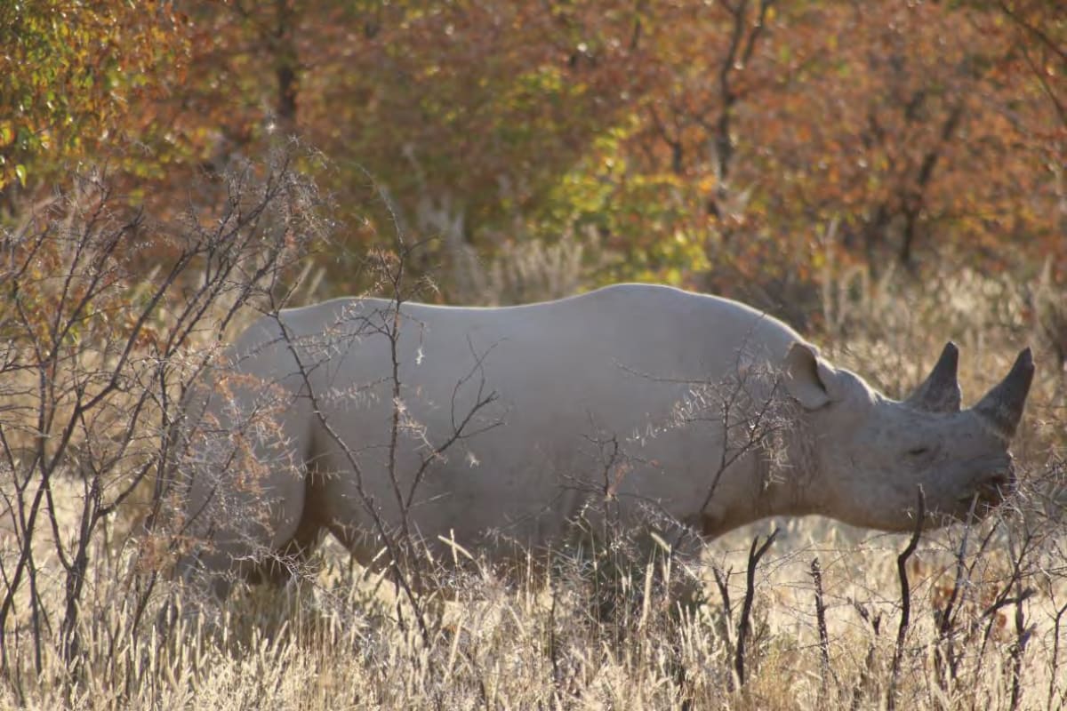 Rhino