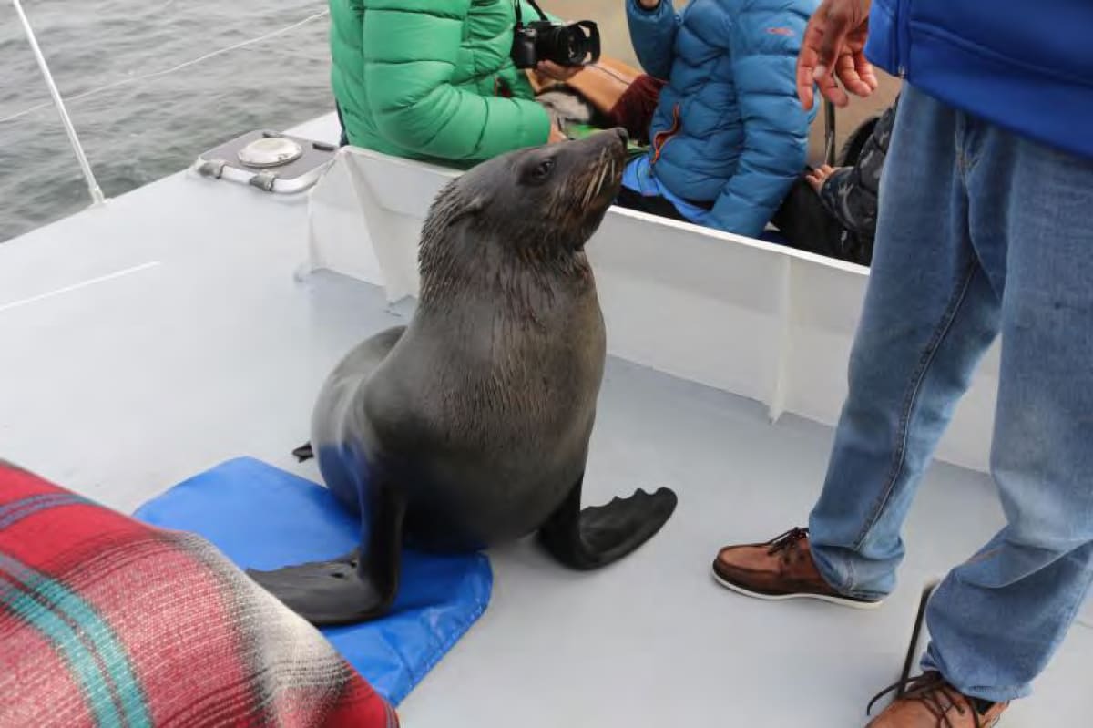 Seal