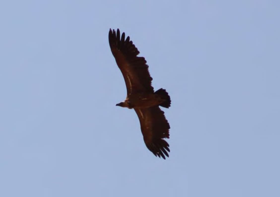Vulture