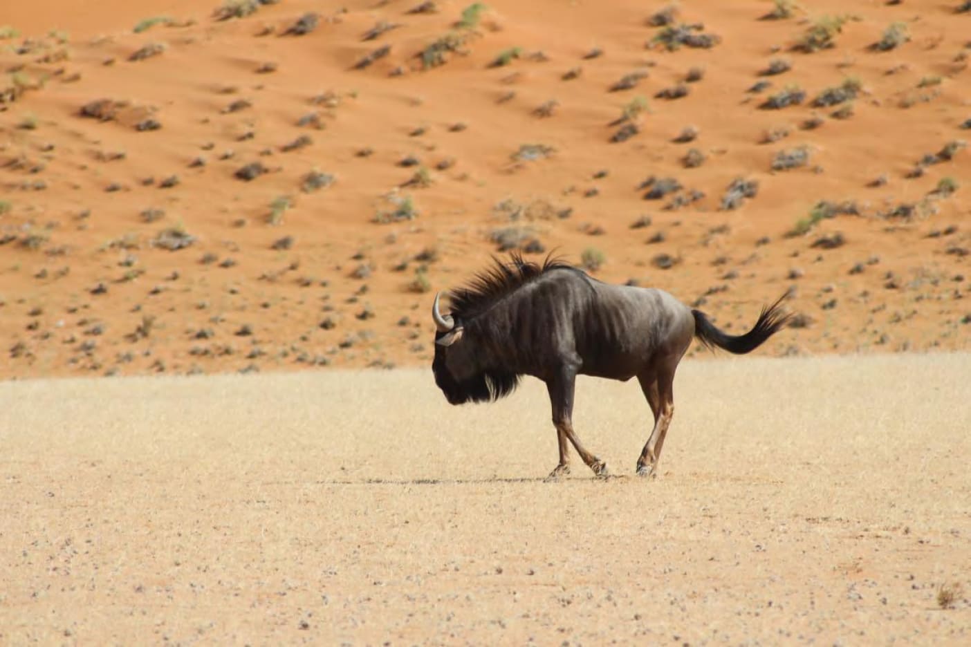 Wildebeest
