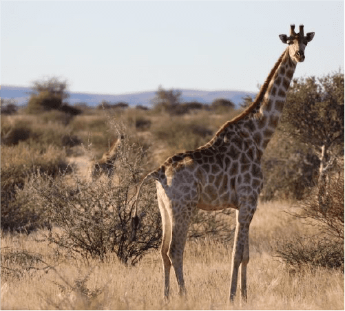 Giraffe